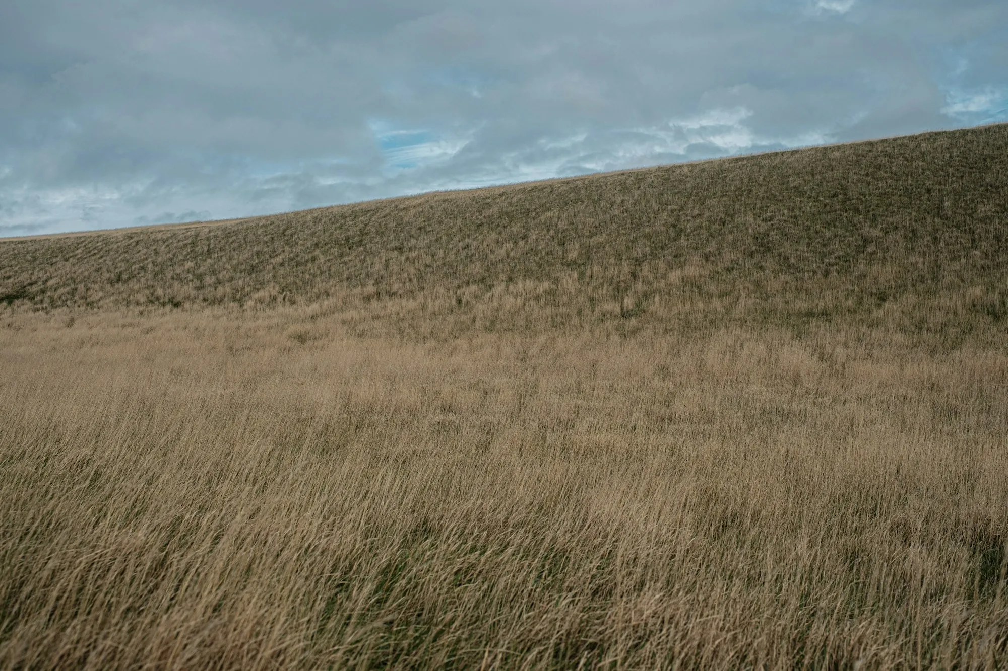 Hillside of tall dry grass