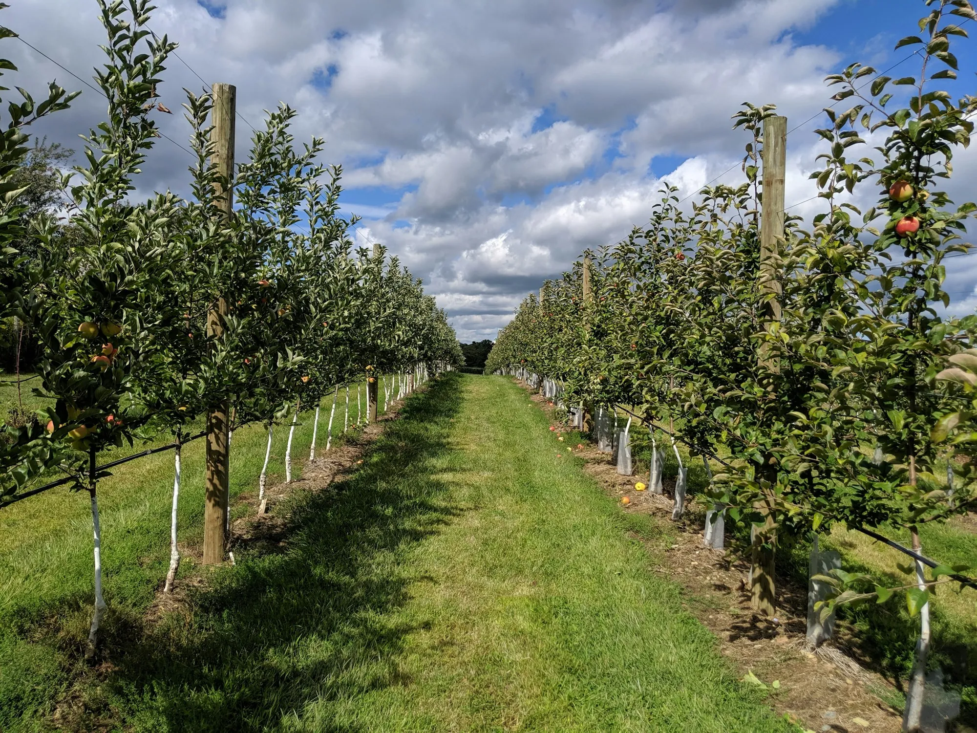 Orchard rows with a grass lane under a blue sky